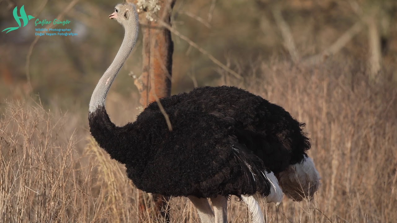 Somali Ostrich - Somali Devekuşu