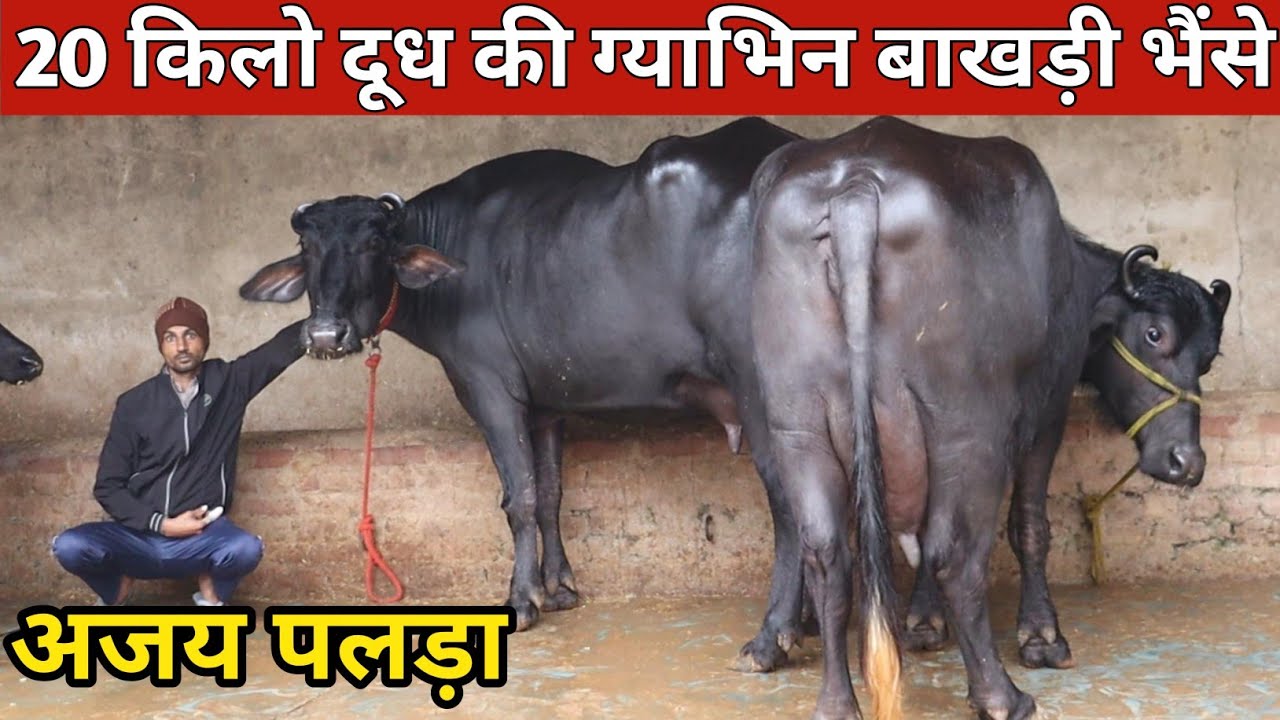 अजय पलड़ा स्पेशल नया साल धमाका, 20 किलो दूध की ग्याभिन बाखड़ी Murrah भैंसे (9953460202)