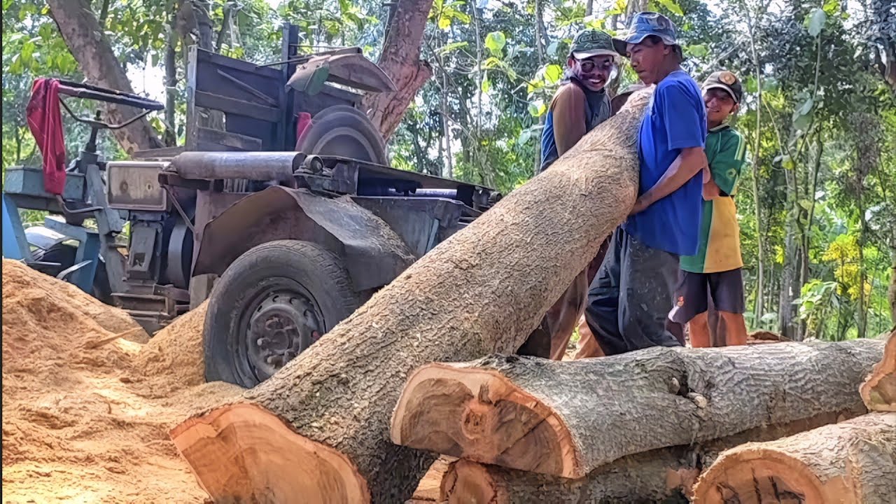 BERAT  !! Kayu Akasia dan jati - gergaji serkel rakitan