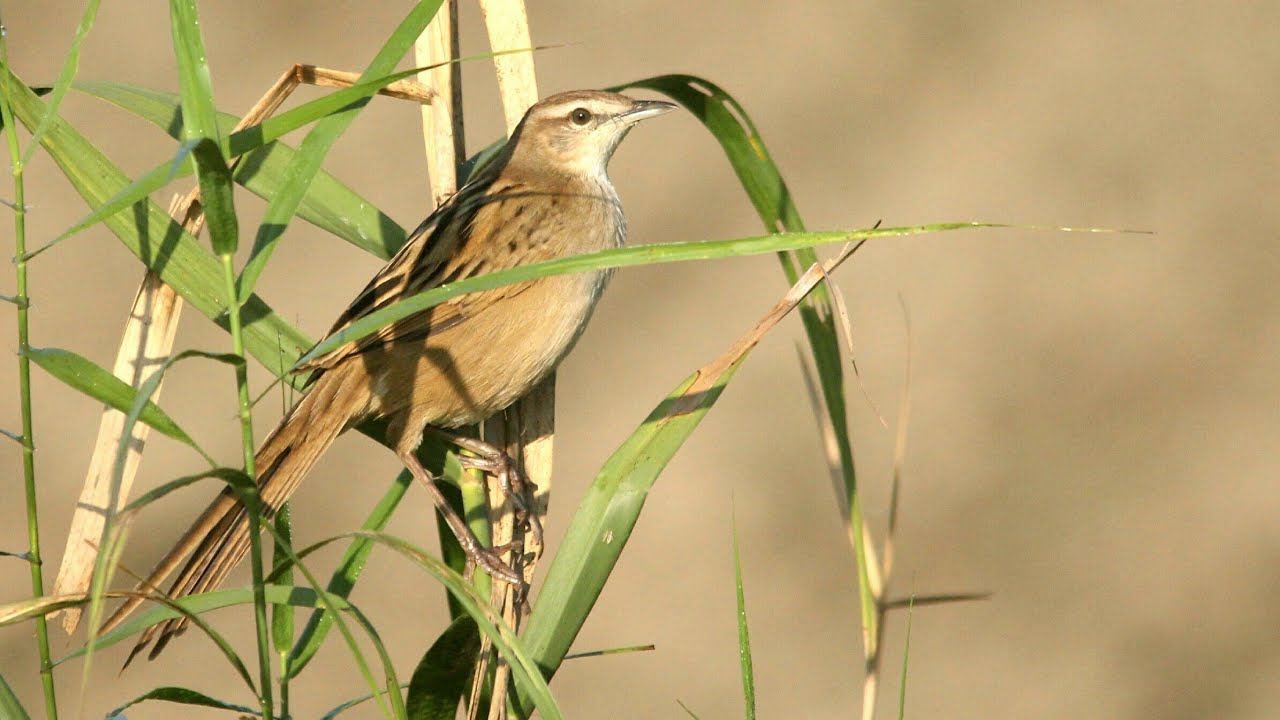 Striated Grassbirds Call