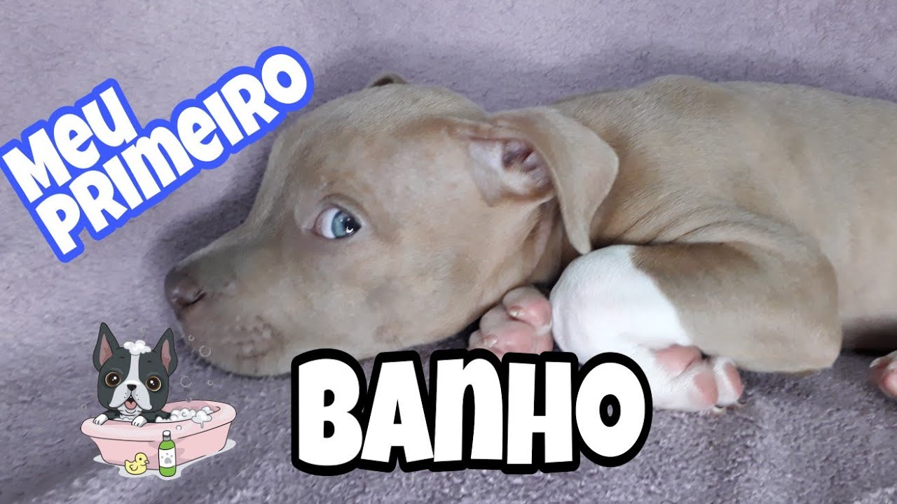 Meu primeiro banho e corte de unhas - Draxx Pitbull de apartamento