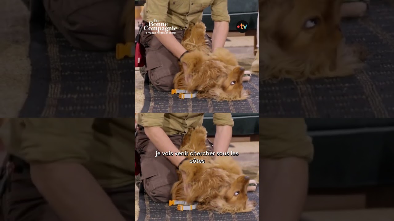 Comment faire un massage cardiaque à son chien ? - En bonne compagnie 