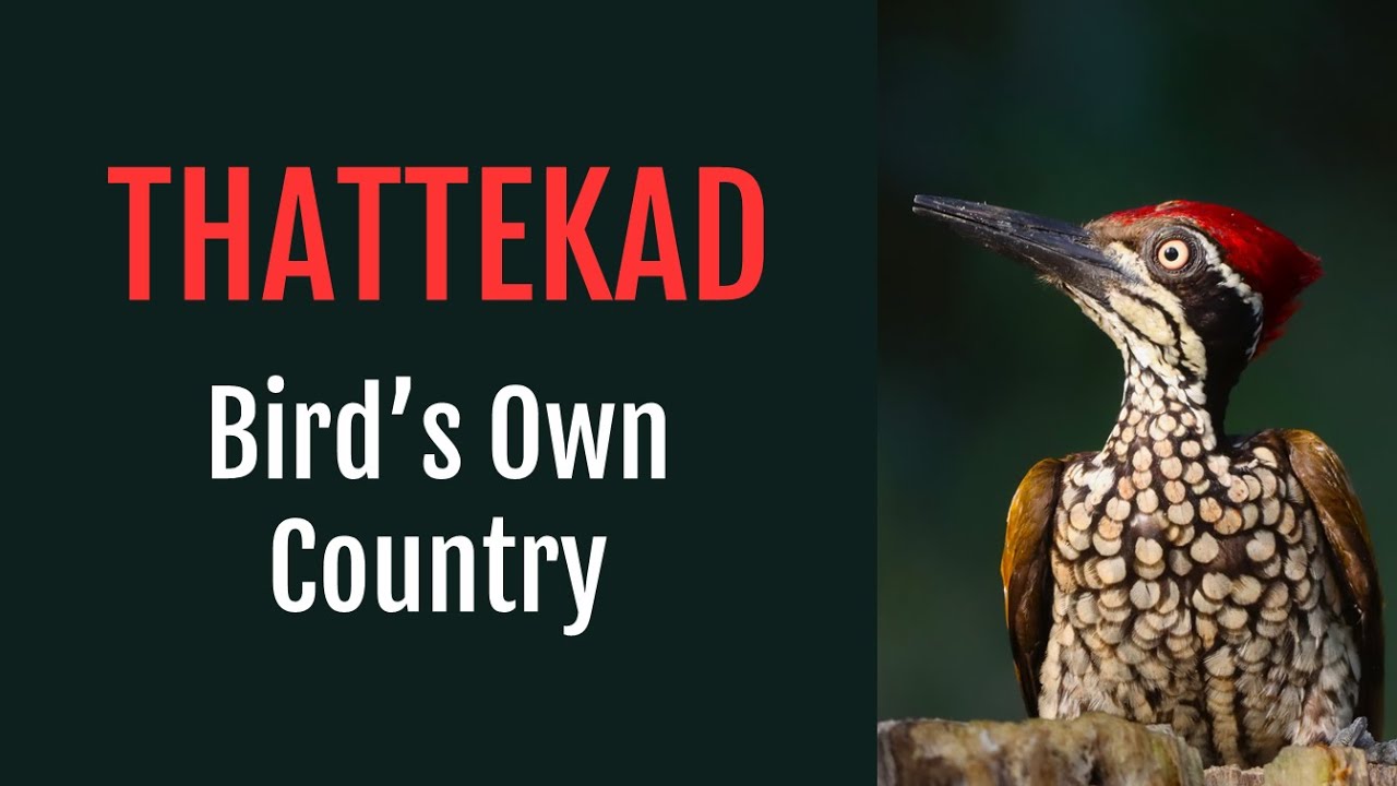 Best Place for Bird Photography in South India | Thattekad