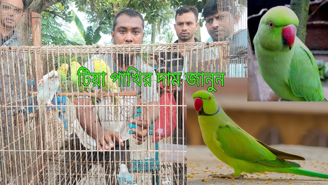 টিয়া পাখির দরদাম জানুন বগুড়া ধাপেরহাট থেকে