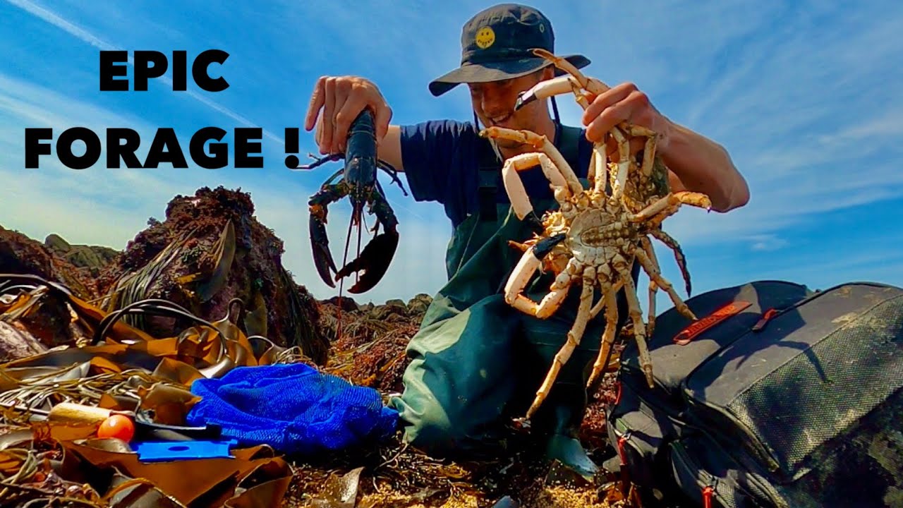 FORAGING BIG SPIDER CRAB & LOBSTERS - Epic Coastal Forage , Cooking Sea Food On The Beach !