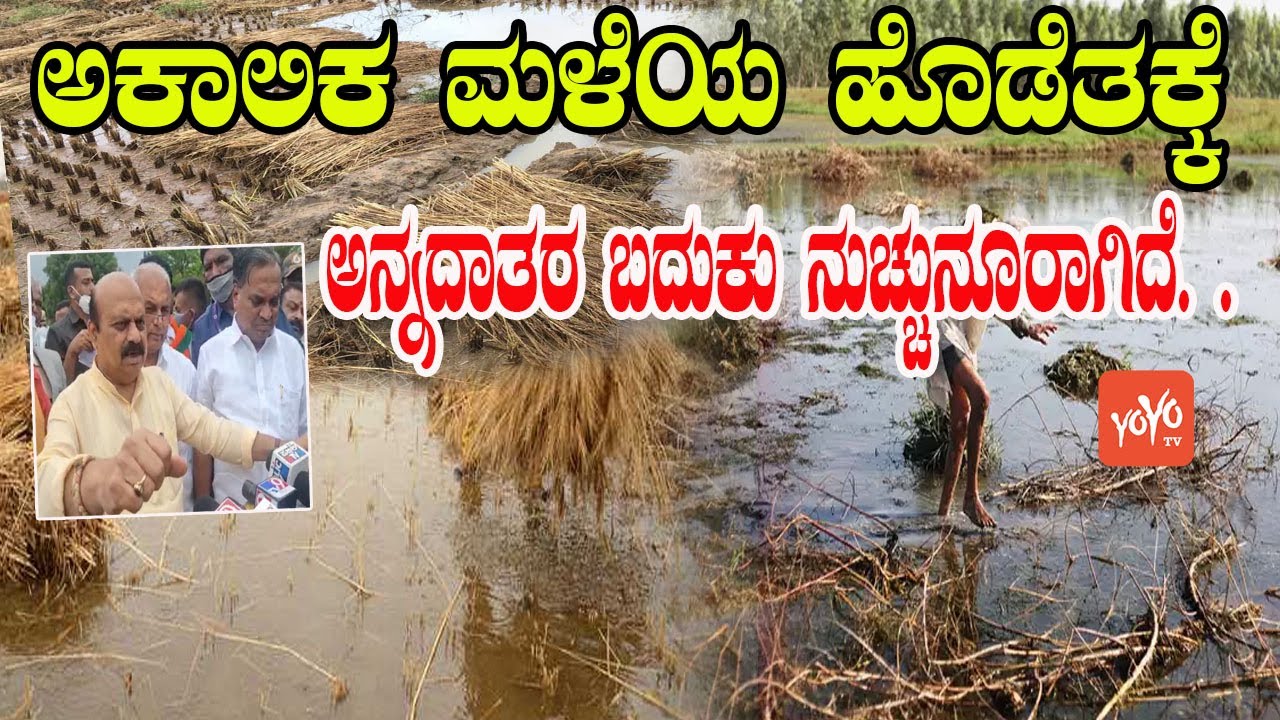 Karnataka Rain : Crops severely Damaged Due to Premature Heavy Rain | CM Bommai | YOYO Kannada News