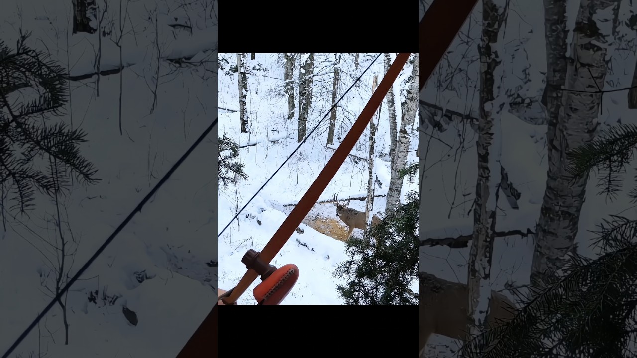 Very Perfect whitetail deer hunting in snow #archery#bowhunting#bucks#hunting#deerhunting#deer#snow