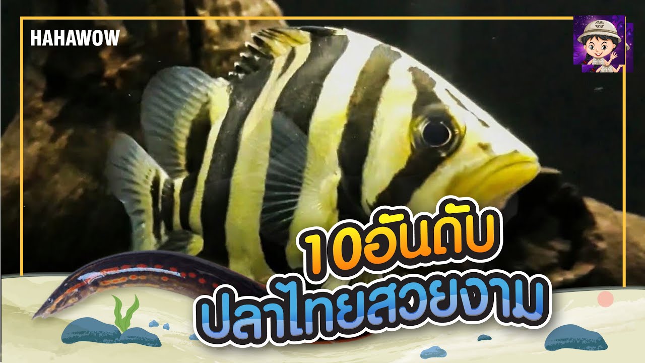 10อันดับ ปลาน้ำจืดของไทย