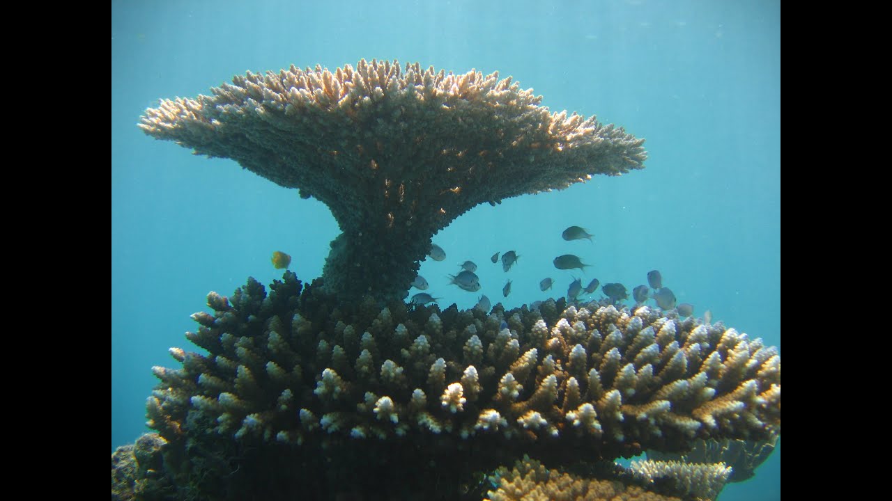 Underwater# Paintings, Acrylic painting Tutorial #khmerart