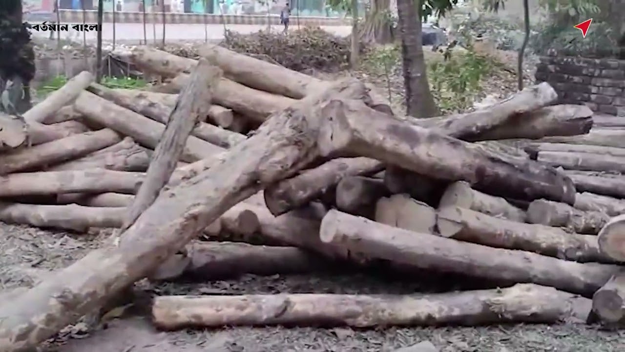 কাউখালীর কলমপতিতে  ৫ লক্ষ টাকার গোল কাঠ জব্দ।
