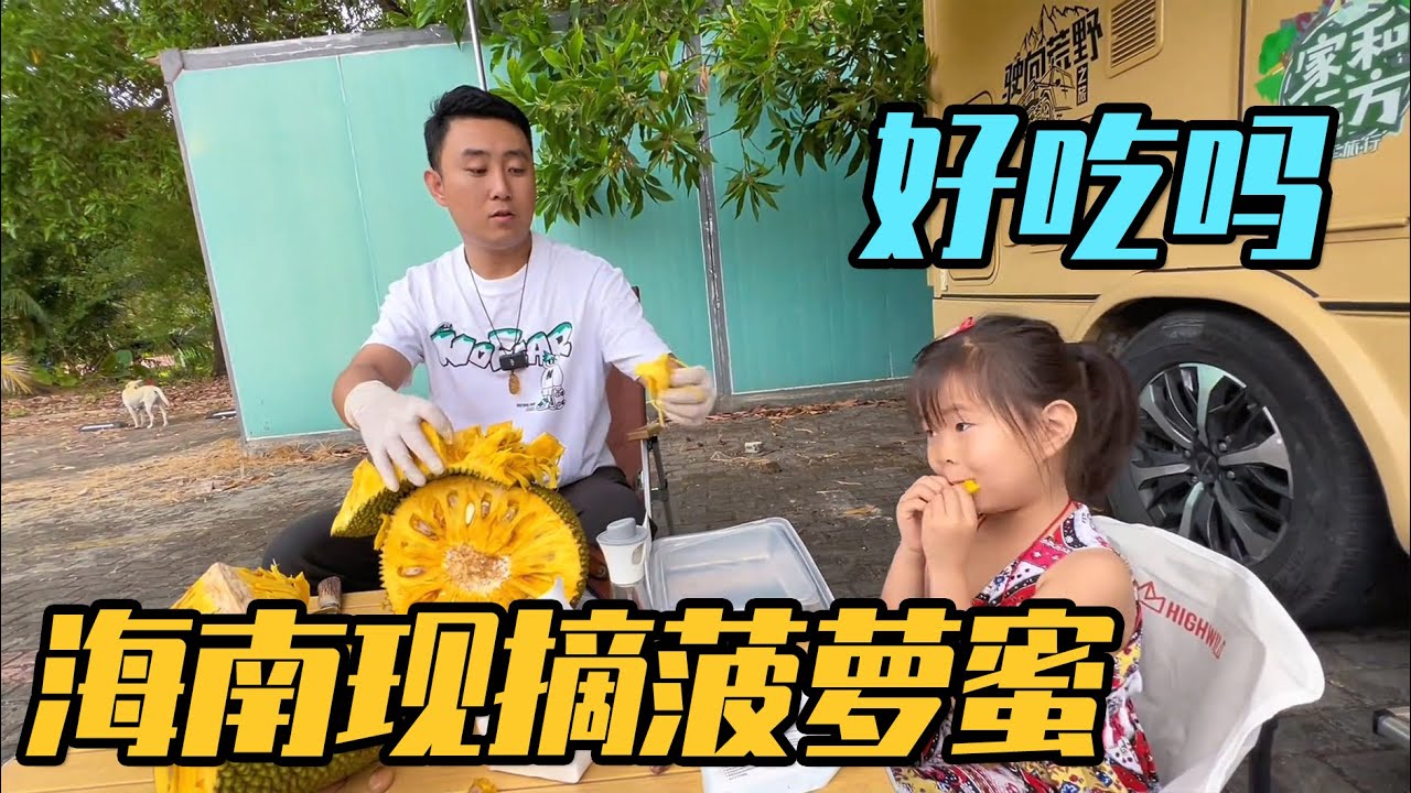 在海南树上熟菠萝蜜，能好吃吗？一家三口吃不完直接烤成菠萝蜜干【家和远方的旅行】