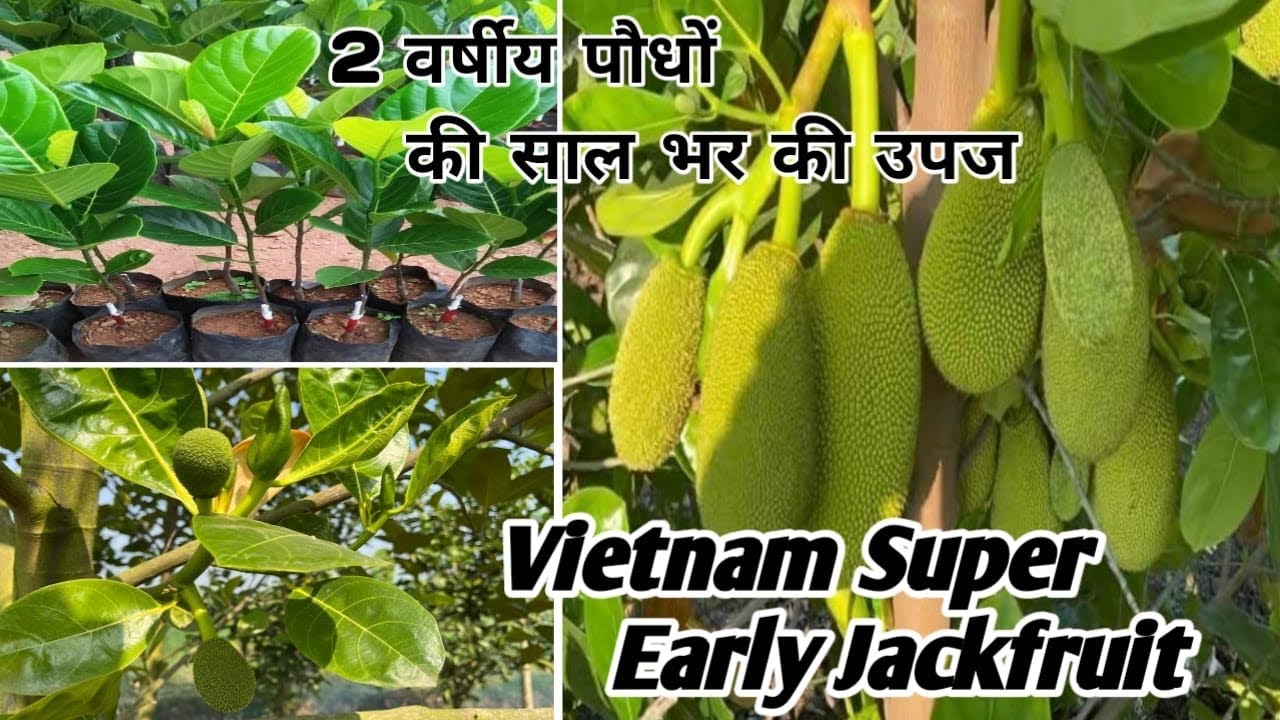 वियतनाम सुपर अर्ली ऑल सीजन कटहल लाभदायक उत्पादन इस खेती का प्रदर्शन / Vietnam Super Early Jackfruit.