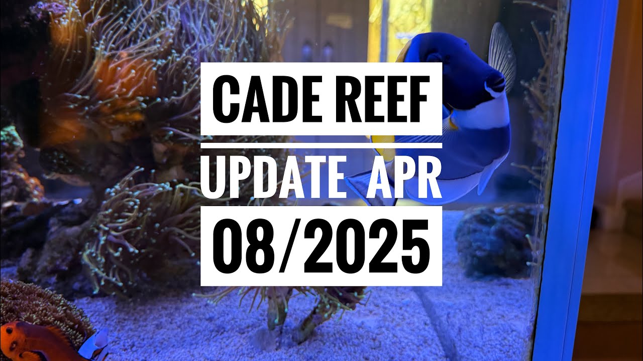 CADE 1500 S/P Update: Urchin Frags Dragon Soul