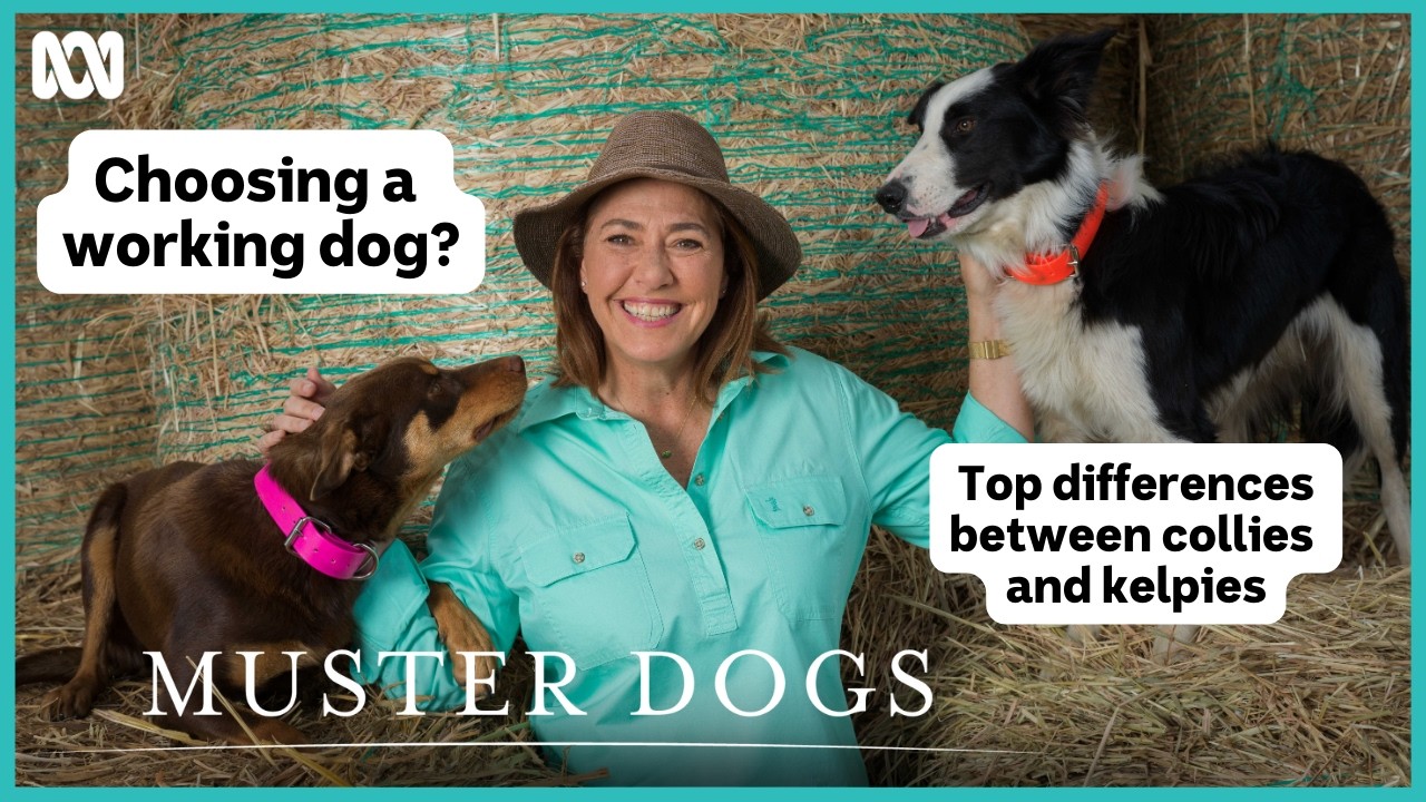 Top differences between collies and kelpies | Muster Dogs: Collies & Kelpies | ABC iview