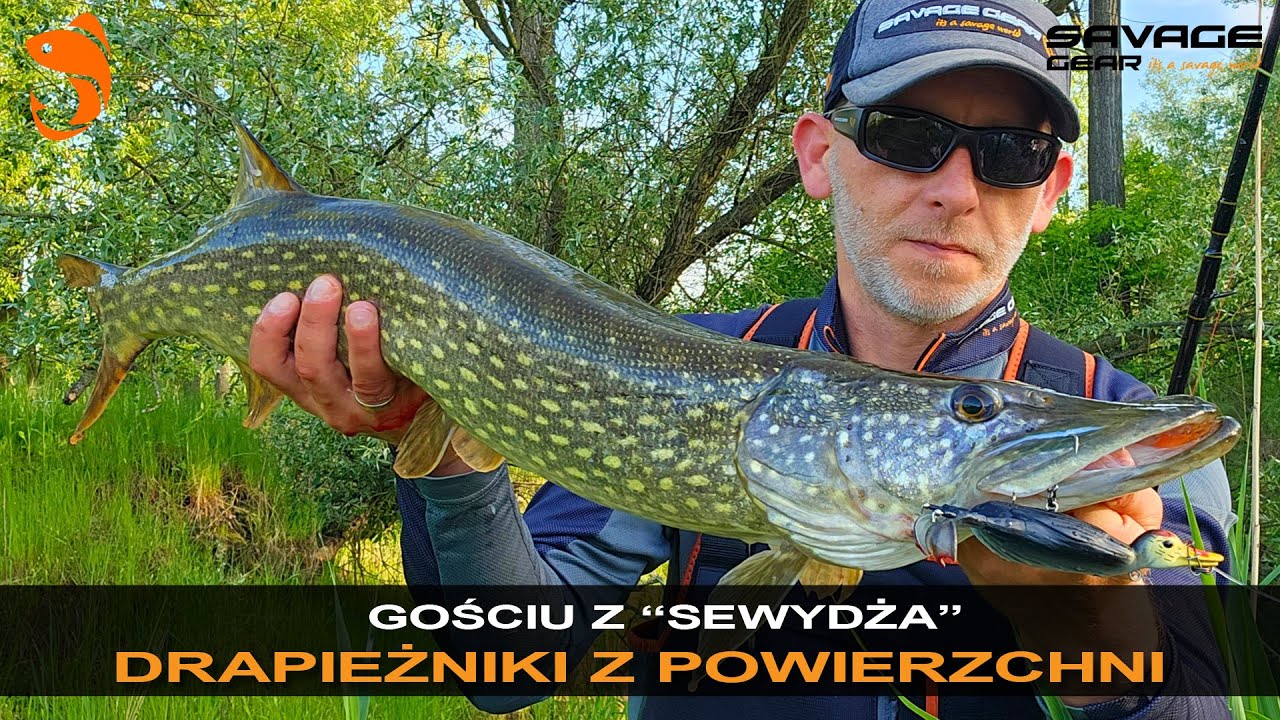 🔥💪 GOŚCIU Z 