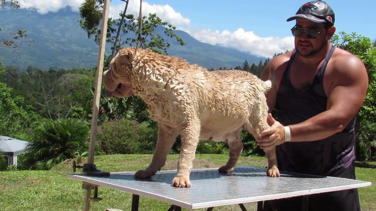Shar Pei Limpieza General