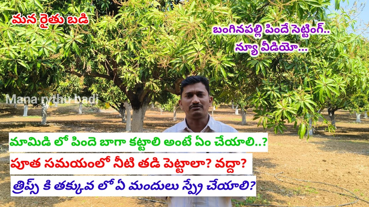 మామిడిలో పిందె బాగా పట్టాలంటే తీసుకోవాల్సిన జాగ్రత్తలు.#@Manarythubadi90 #mango 