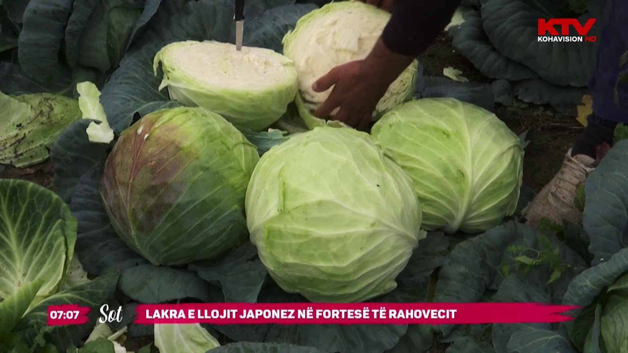 Lakra e llojit Japonez në Fortesë të Rahovecit 09 11 2020