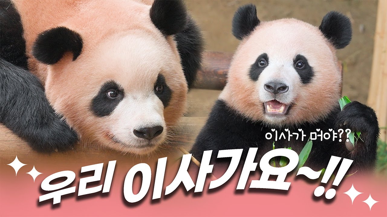 루이후이, 우리 이사가요~!! 판다월드에서의 특별했던 하루 💕 I Rui & Hui's last special day at Panda World (D-1 moving)
