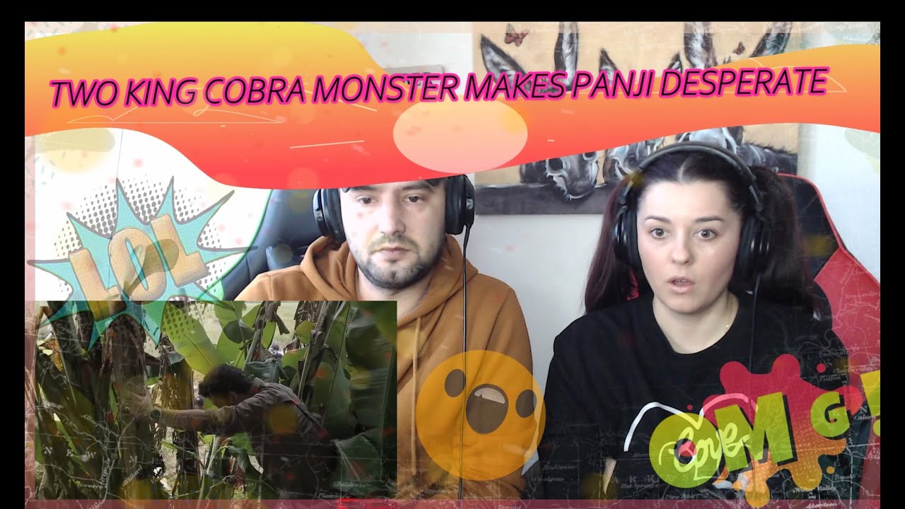 🇮🇩 TWO KING COBRA MONSTER MAKES PANJI DESPERATE!!! 🇮🇩  Pall Family Reaction!!
