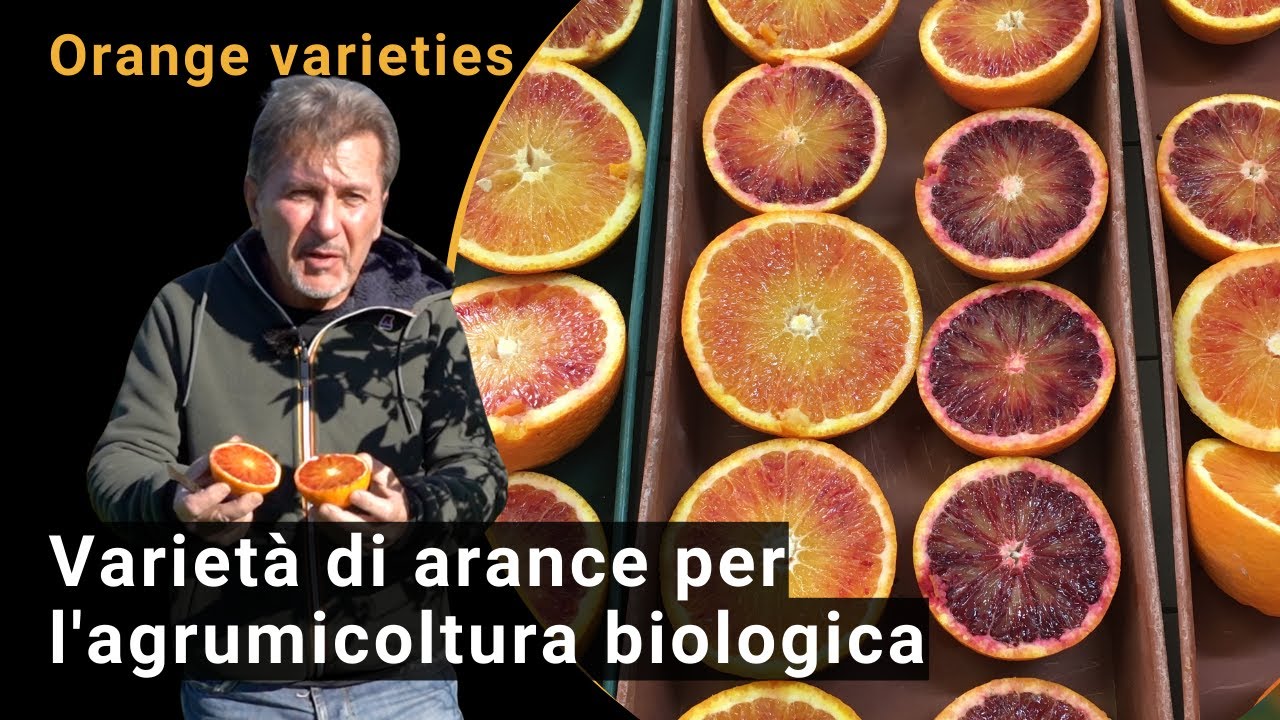 Varietà di arance per l'agrumicoltura biologica in Sicilia