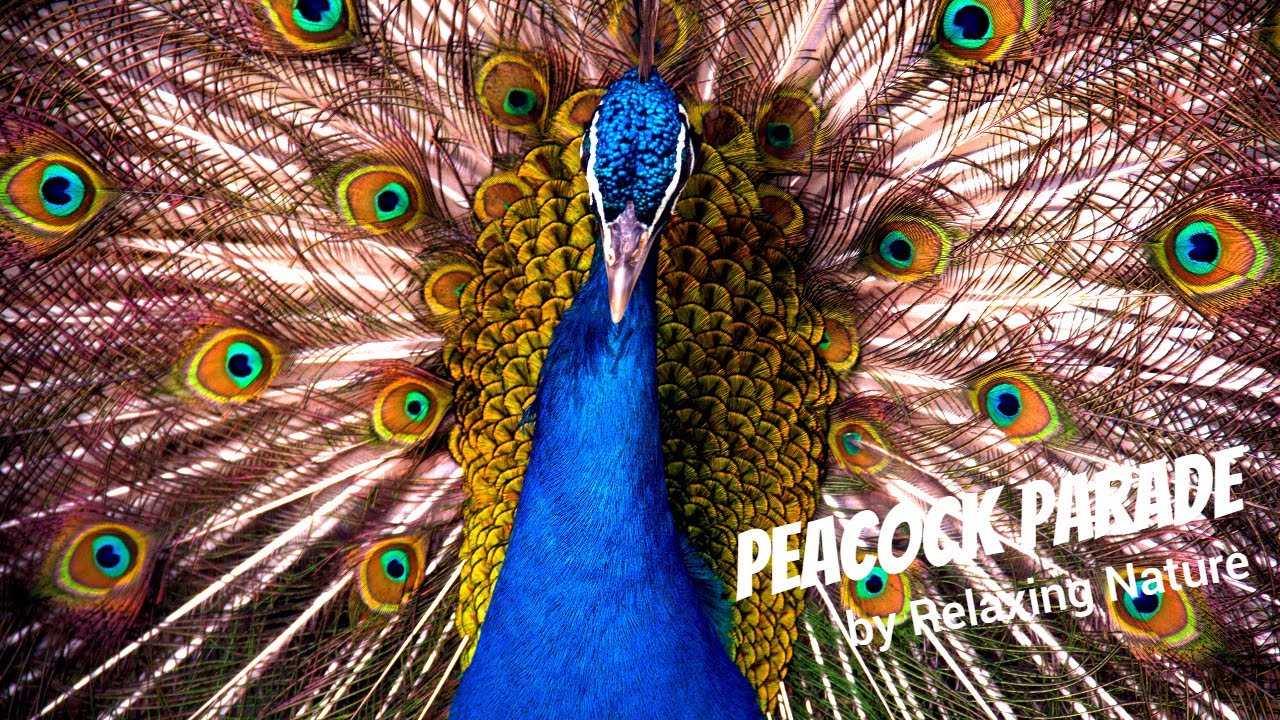 Peacock Parade - Beautiful, Relaxing  Music for Work, Study, Meditation, Sleep