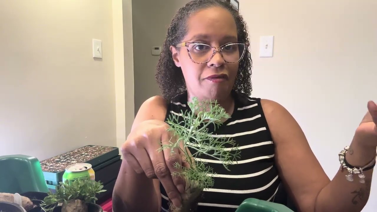 Etsy purchases | Medicinal herbs great for the body and repelling insects | Seedlings | Up potting 