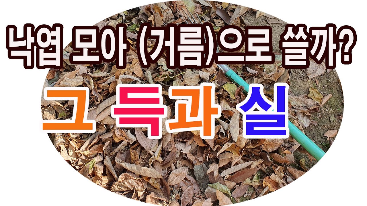 낙엽 모아 퇴비(거름)으로 쓸까? 그 득과 실 (낙엽 이용, 낙엽 사용, 퇴비 만들기, 거름 만들기, 낙엽 모으기, 낙엽 거름으로, 낙엽 퇴비로, 잡초방제, 낙엽의 득과 실)