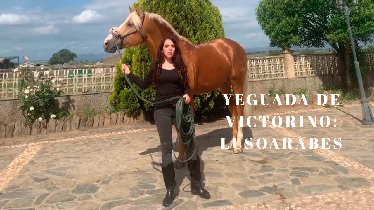 YEGUADA VICTORINO MARTÍN: GANADERÍA DE MONTEVIEJO. LUSOÁRABES.