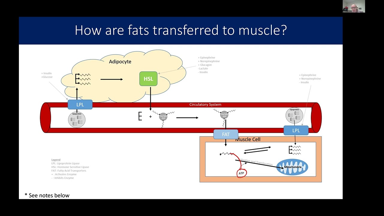 Fatty Acid Transport and Exercise