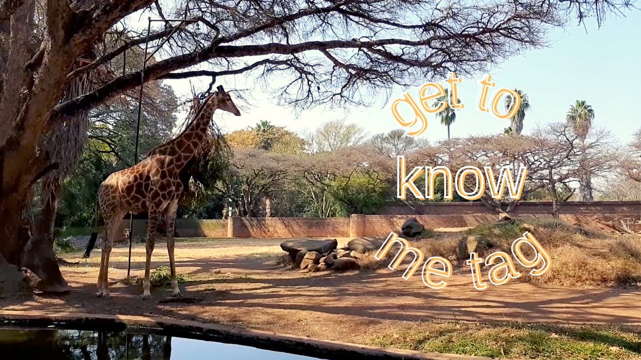 Get to Know Me Tag | * this is a very random video *