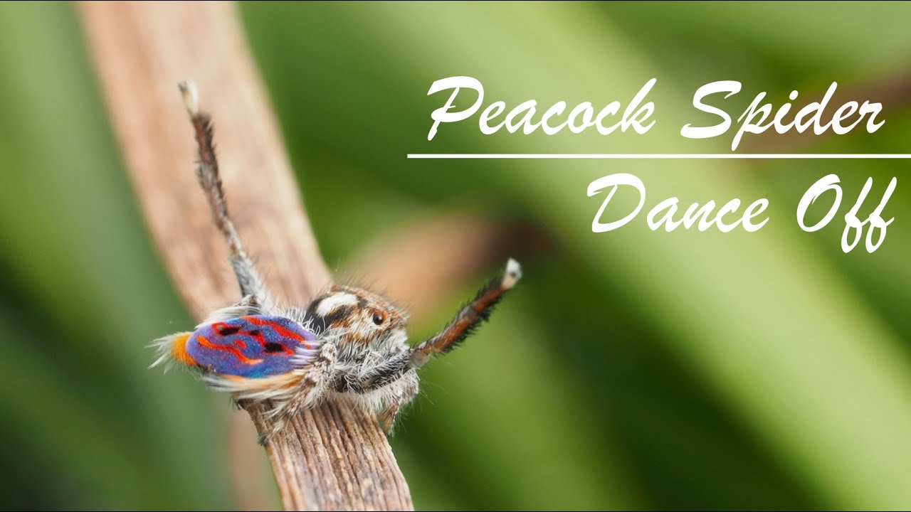 Peacock spider dance off.
