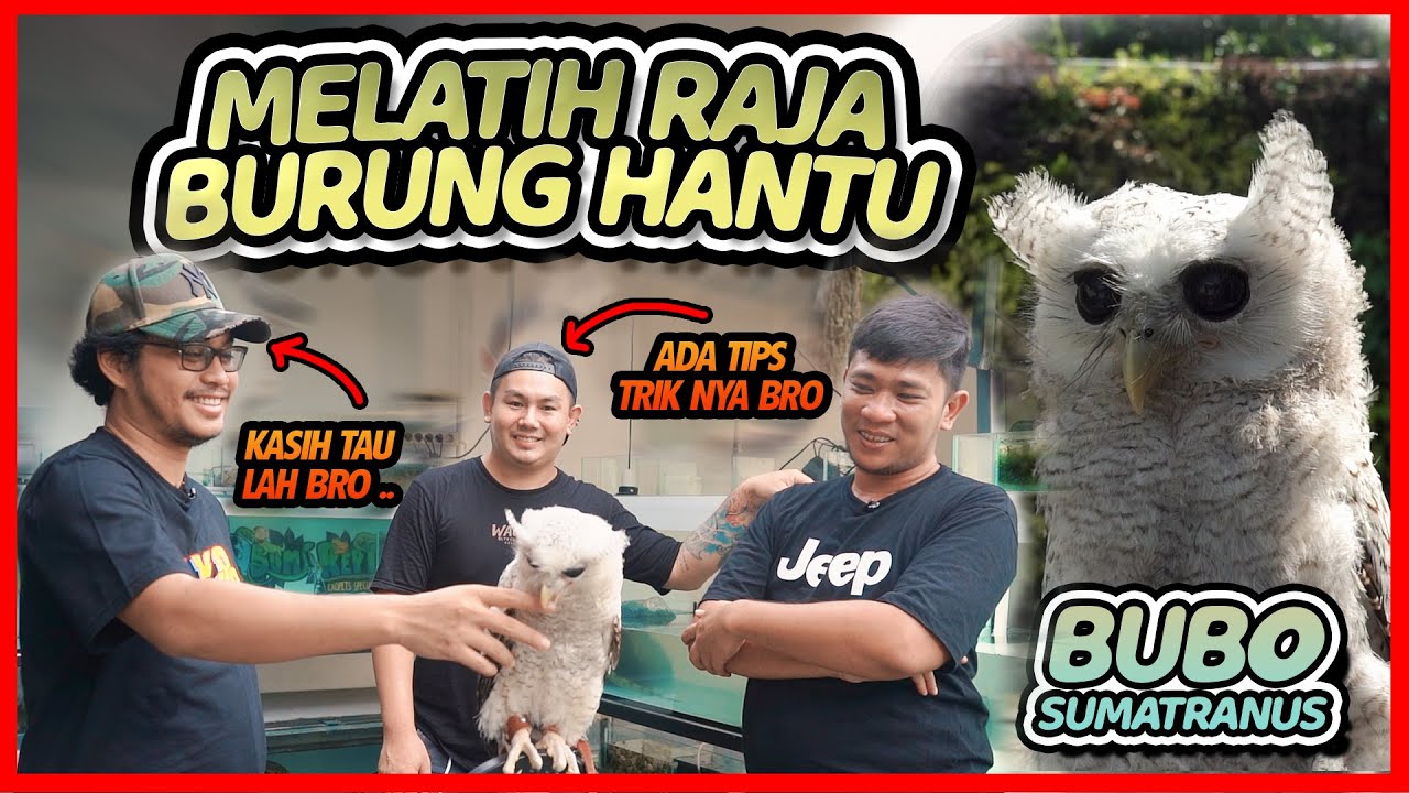 TIPS AMPUH MELATIH BURUNG HANTU | LANGSUNG DARI PELATIH SIRKUS
