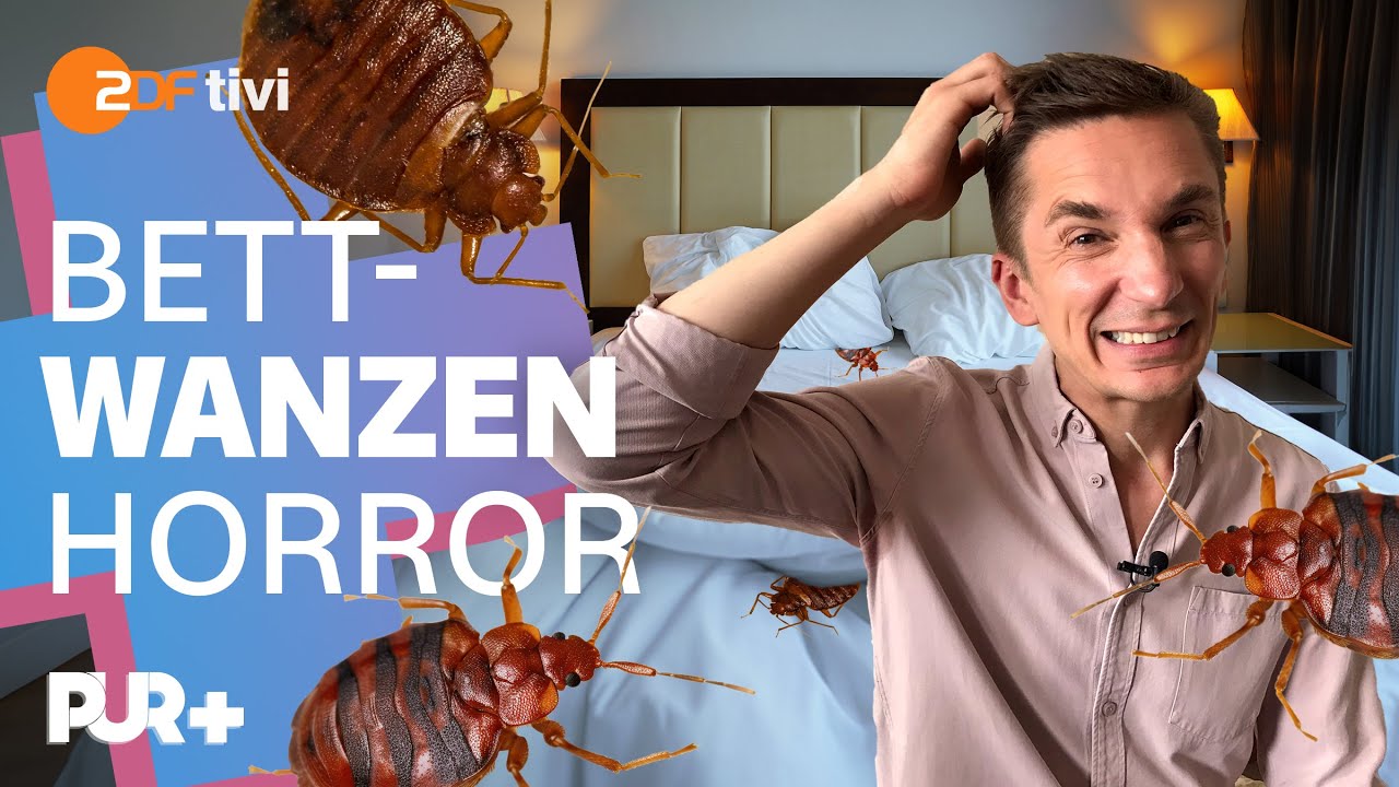 Bettwanzen im Hotelzimmer? So erkennt ihr die Blutsauger | PUR+