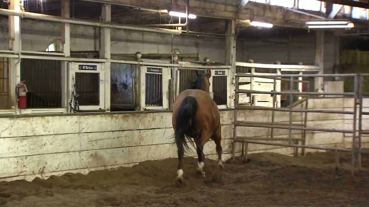 Chicago Police Department Mounted Police: More Than Just Horses