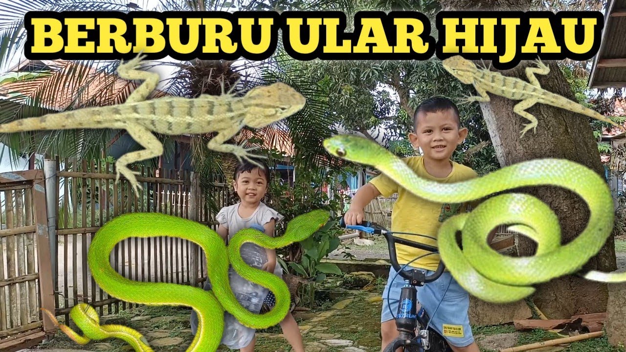 BERBURU DAPAT ULAR HIJAU DAN LONDOK/BUNGLON!!!