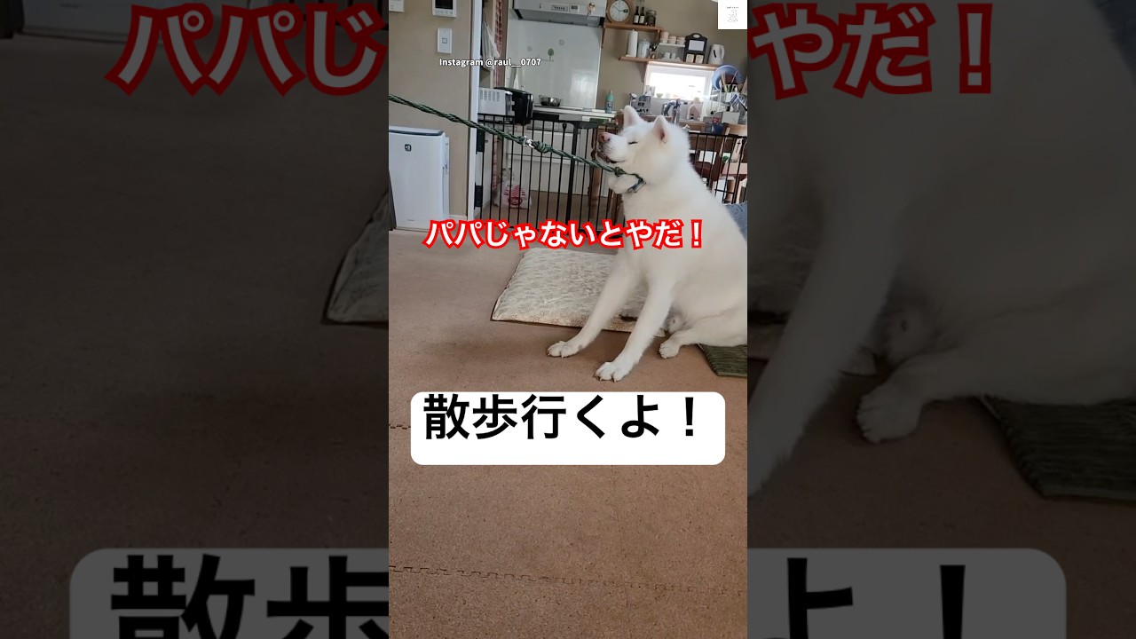 散歩を全力拒否する秋田犬が面白い😂　