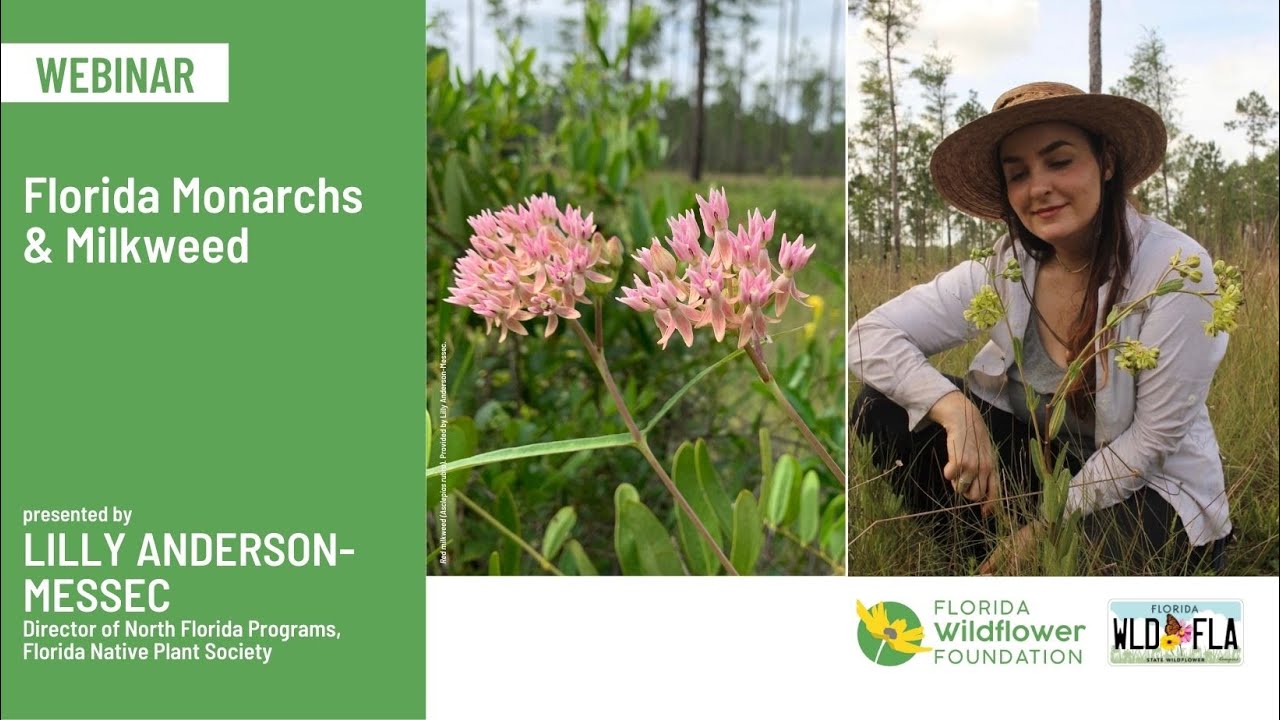 Florida Monarchs & Milkweed