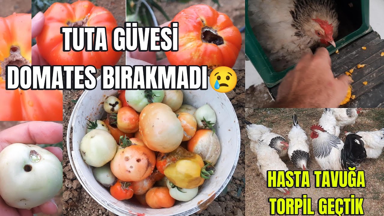 Tuta Güvesi Domates Bırakmadı 🍅 Tavuk Sakat Ayağıyla Yine Folluğa Yumurtladı 😢