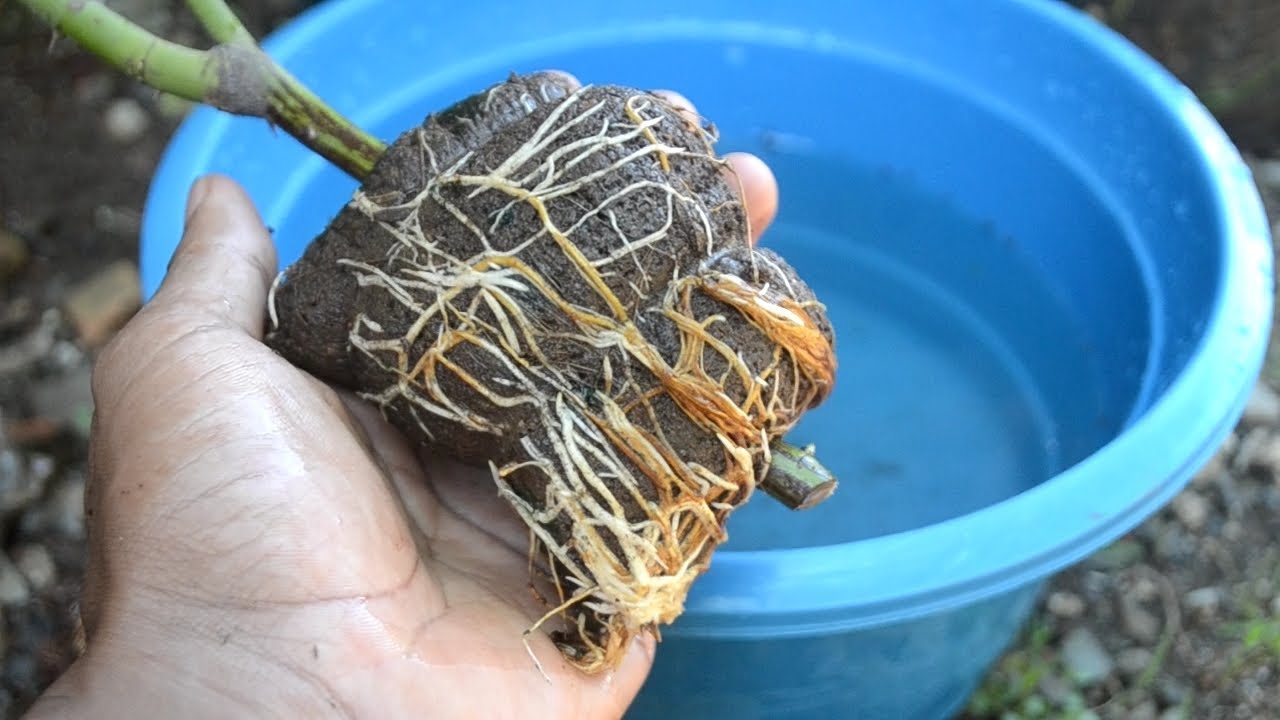 Easy Rooting Rose Tree With Result | How To Plant Roses For Many Roots