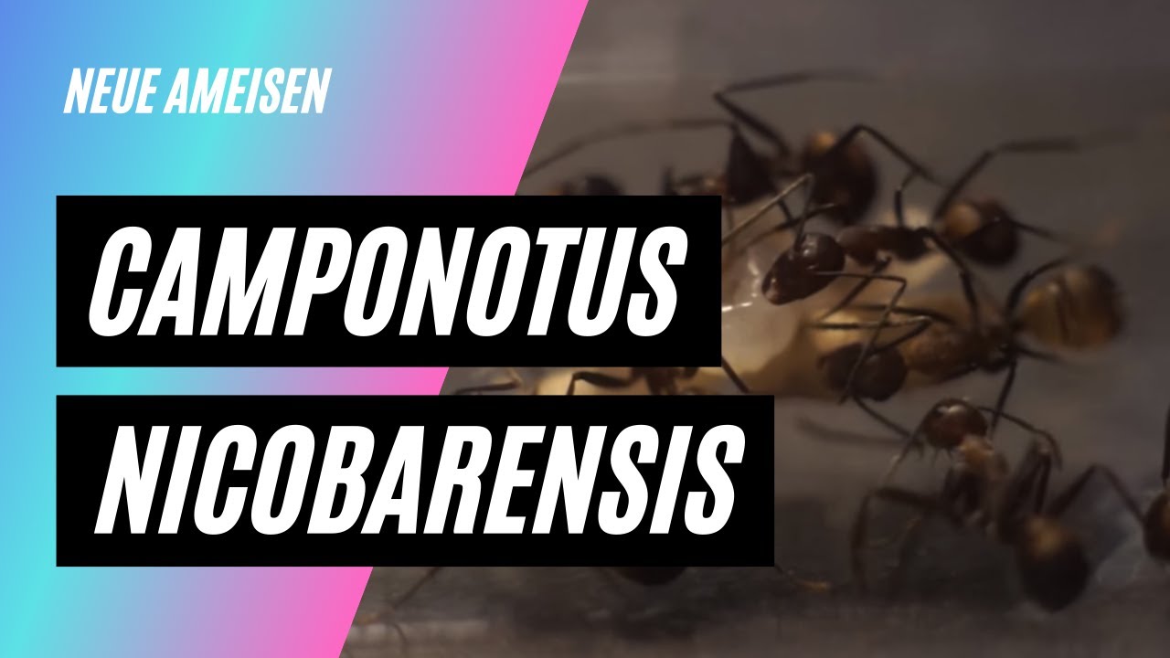 Camponotus Nicobarensis Unboxing+Vorstellung #1 | NOKU