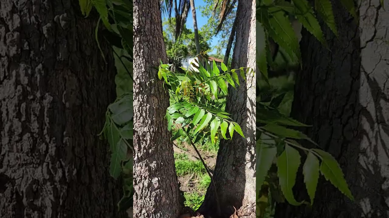 Nim Indiano é planta invasora e parasita