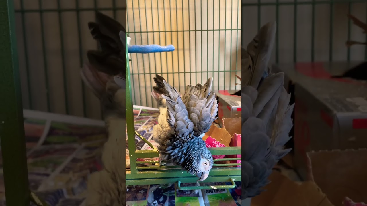 Auggie przywołuje mnie piskliwym #papugą #zwierzęta