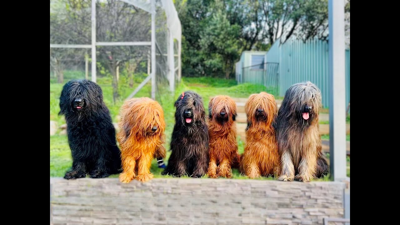 Carmandy Briards upcoming litter 2025