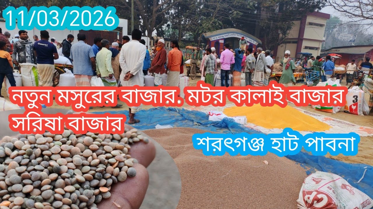 11 March 2026 আজকের নতুন মসুরের বাজার।আজকের সরিষা বাজার দর। মটর কালাই বাজার দর