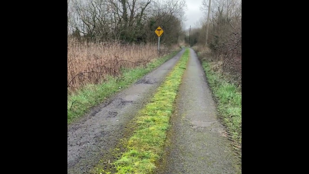 Early morning stroll with three of our Estrelas. 