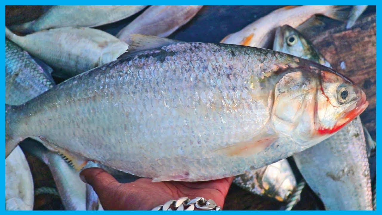 Amazing Fast Hilsa Fishing Skill (PART 68) - Catching Hilsa Fish Big on the River