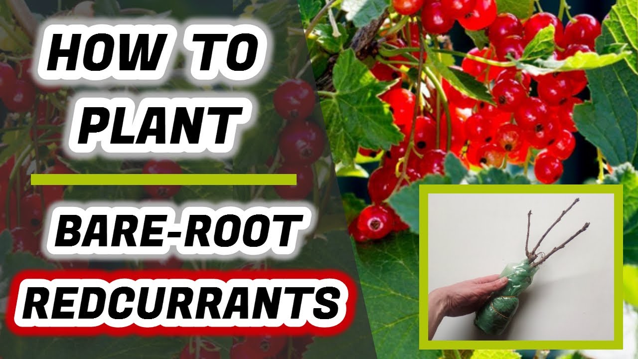 How To Plant Bare-Root Redcurrants