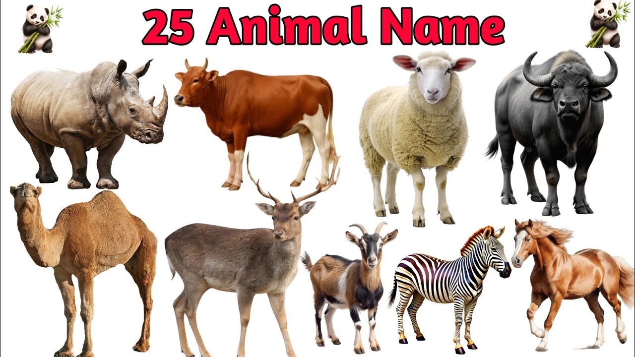 25 Animals Name English to Hindi | Animals Name | जानवरों के नाम | Educational Video
