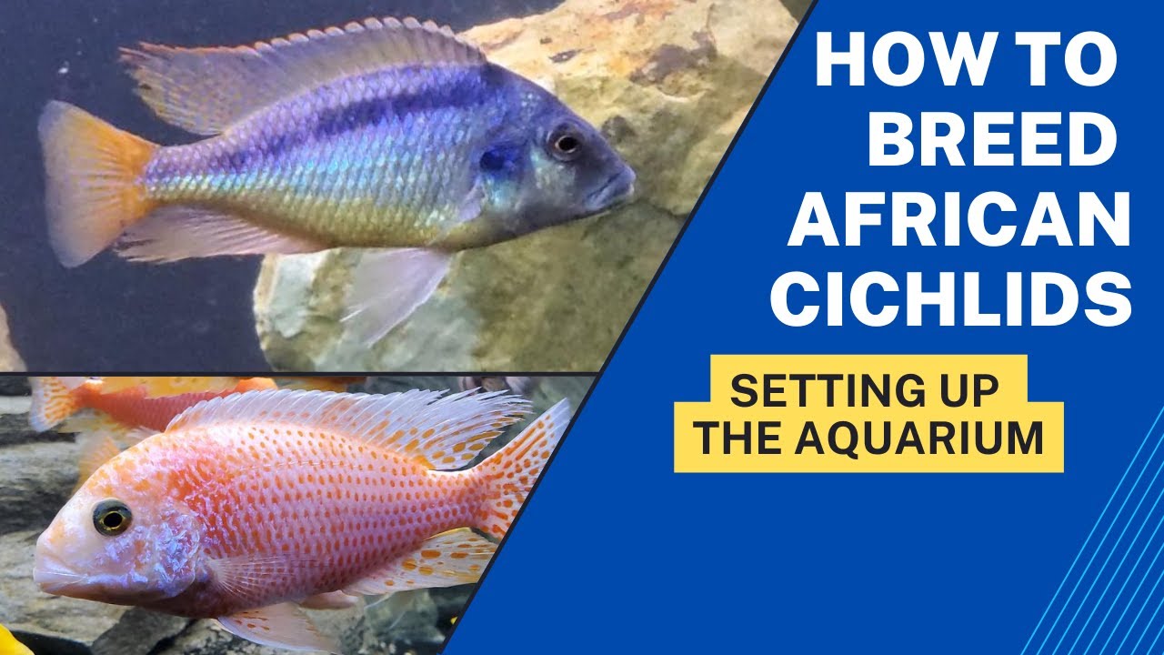 YOU Can Breed a TON OF FISH Too! How to Breed African Cichlids.